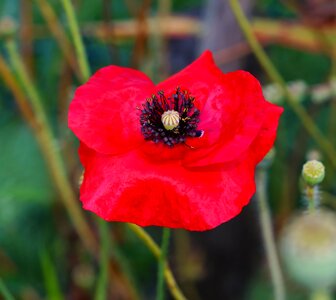 Red klatschmohn red poppy