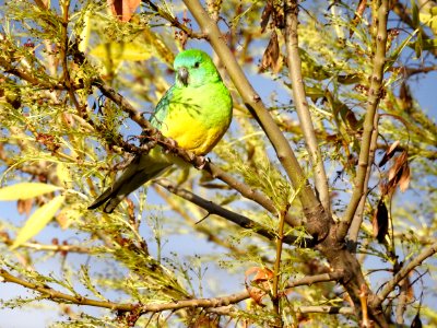 Red-rumped parrot