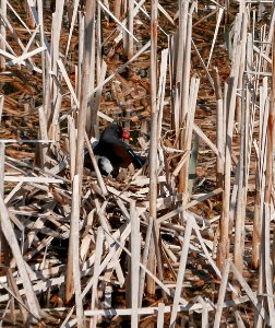 Mum Moorhen