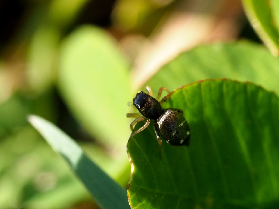 Kupfrige Sonnen-Springspinne