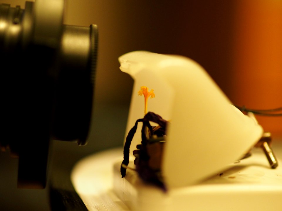 Making of Raynox test
