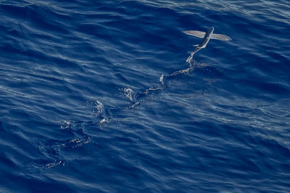 Nature wildlife ocean