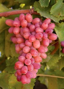 Winery fruit harvest