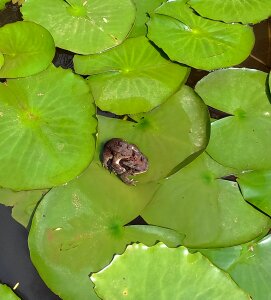 Mating pond lily
