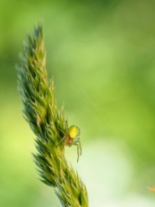 Kürbisspinne