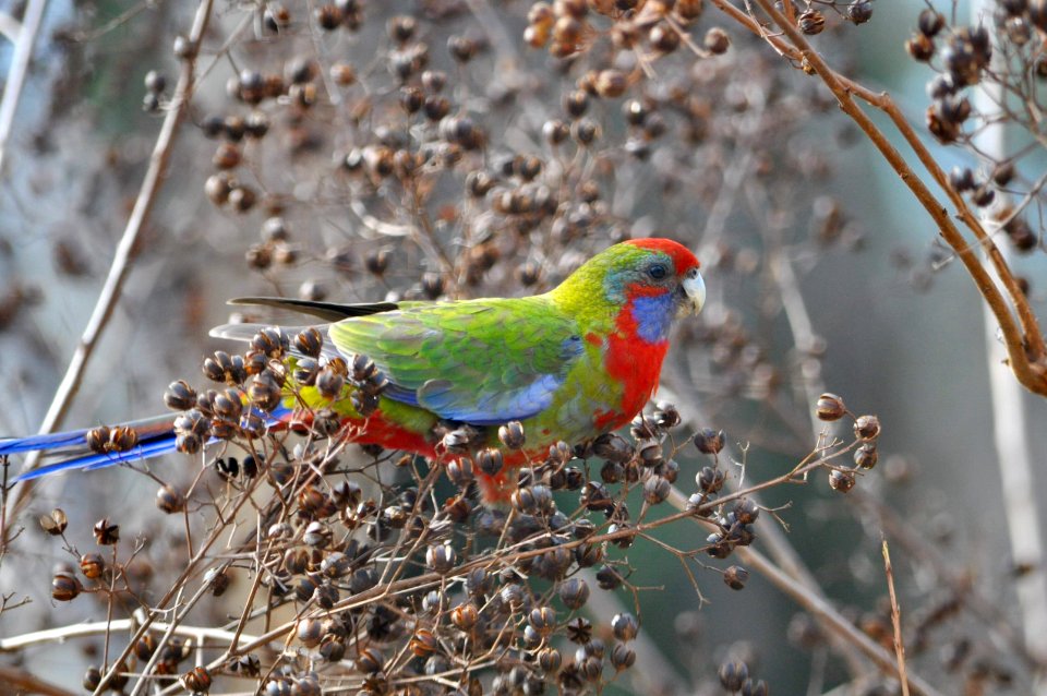 Crimson rosella