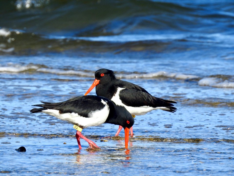 Pied oyster catchers