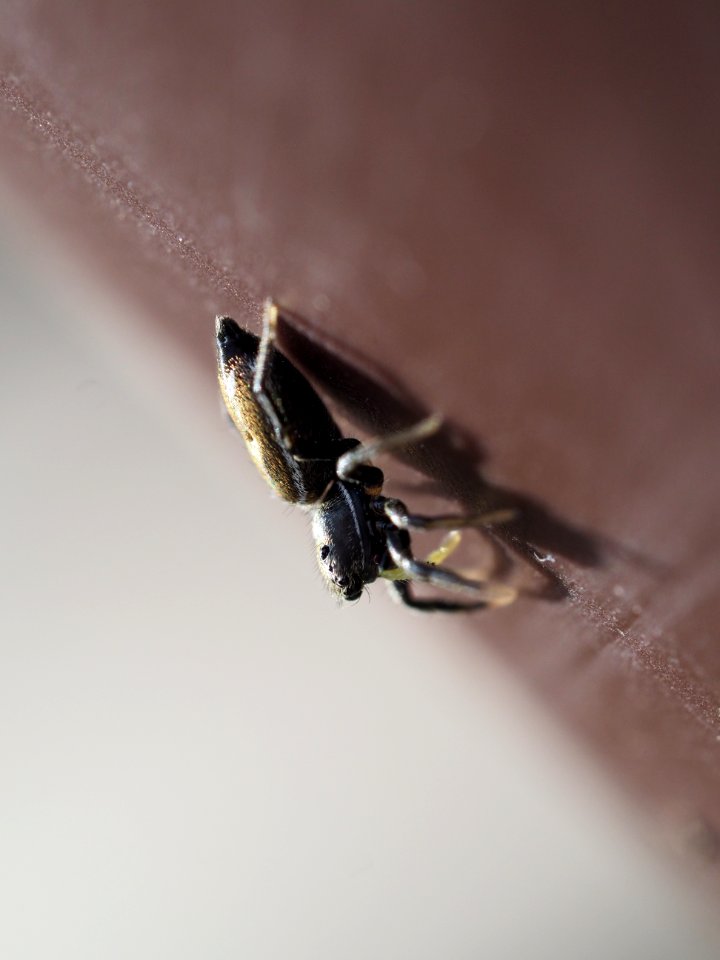 Heliophanus cupreus (f)