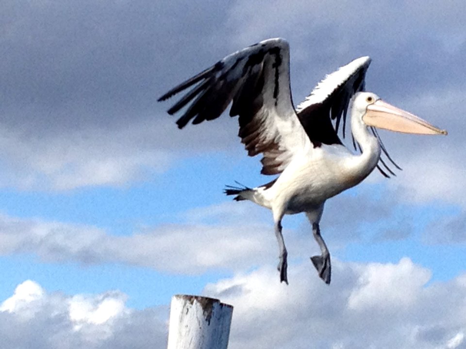 Pelican