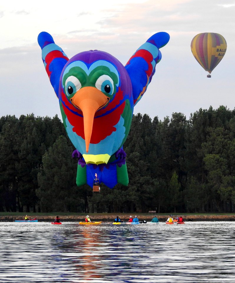 Bird balloon watching prey!