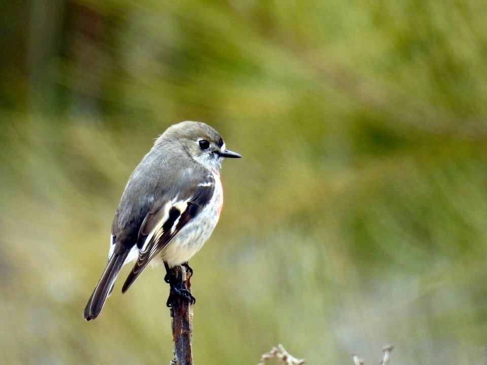 Scarlet robin (female)