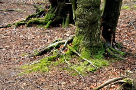 Leith-Hill-april-2016