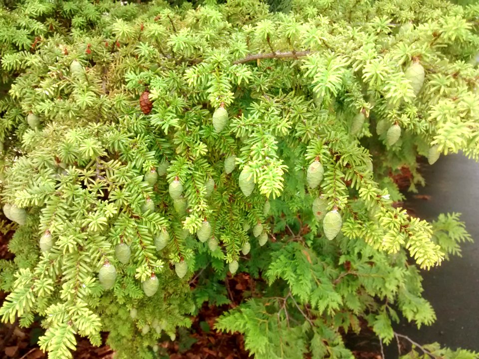Northern Japanese Hemlock