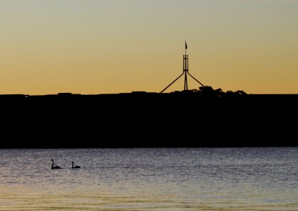 Swans on Lake Burley Griffin photo