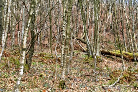 Leith-Hill-april-2016