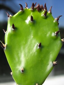 Hot cactus plant