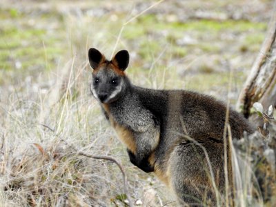 Swamp wallaby