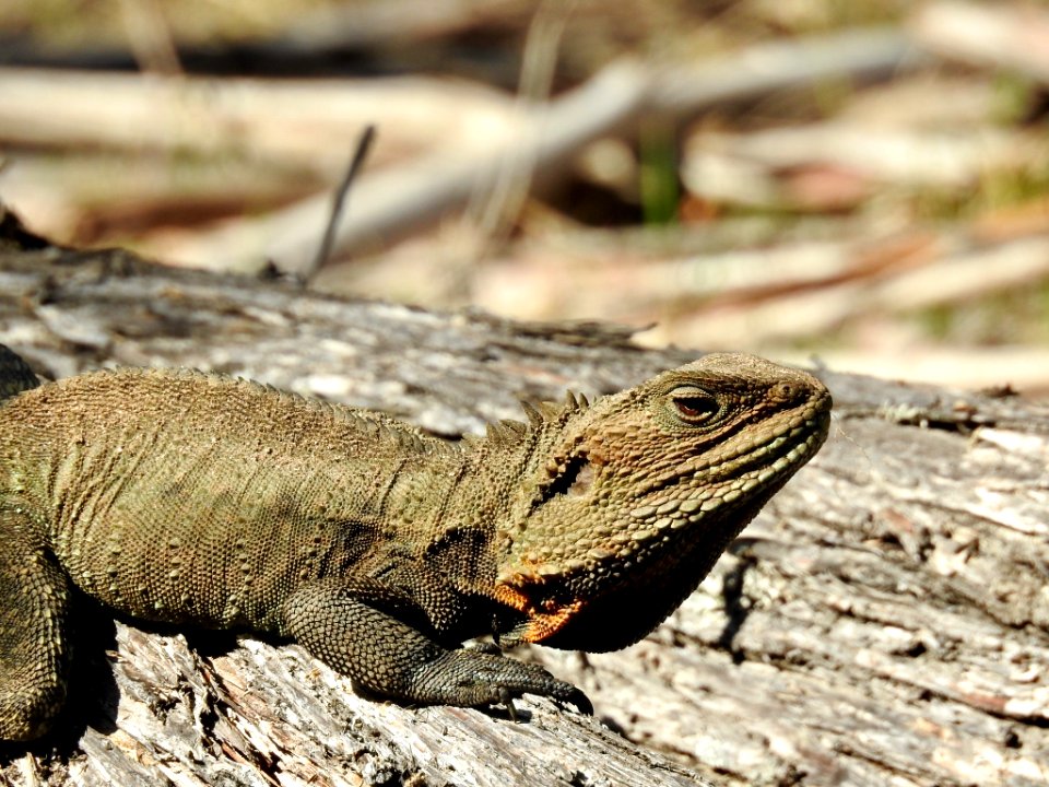 Jacky water dragon lizard