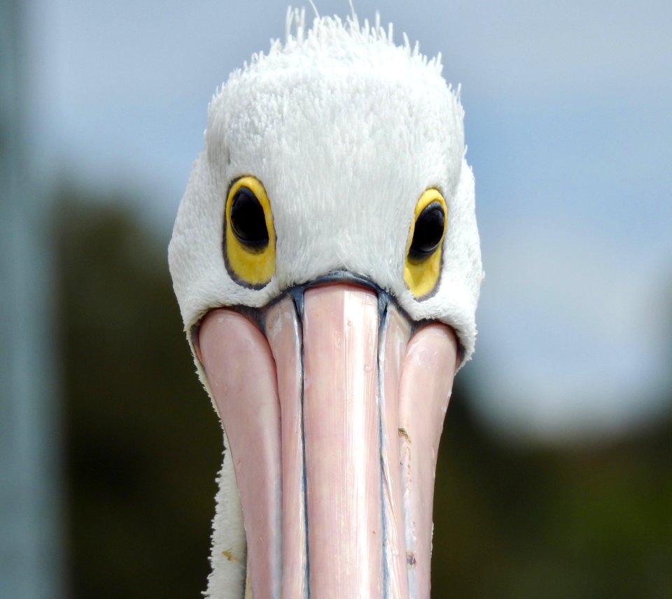 Pelican at Mallacoota