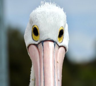 Pelican at Mallacoota