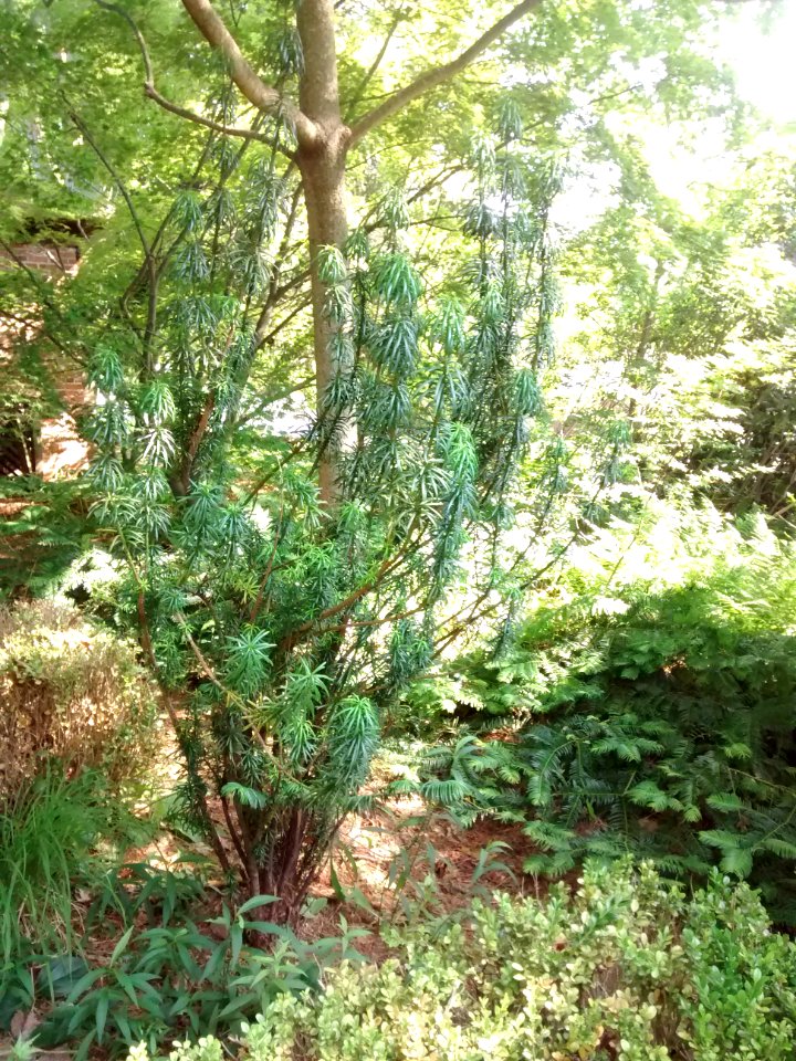 Fastigiate Japanese Plum Yew