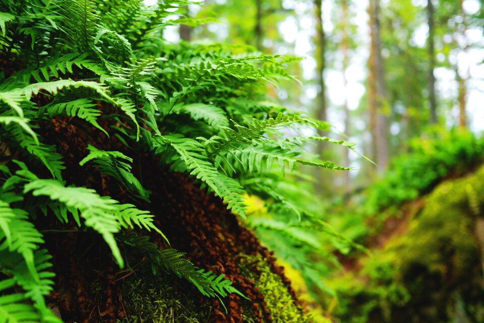 Plant leaves flora