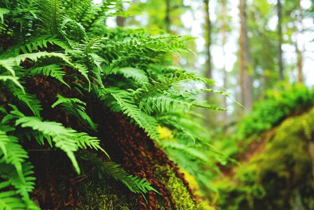 Plant leaves flora photo