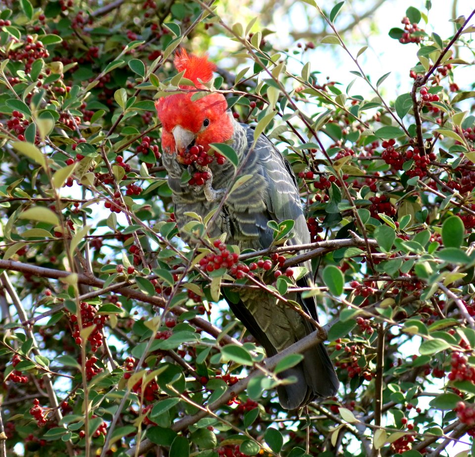 Gang gang cockatoo (male)