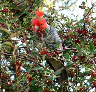 Gang gang cockatoo (male)