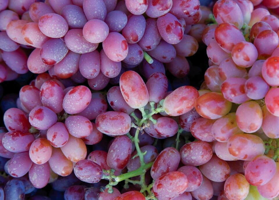 Winery fruit harvest