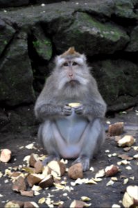 Monkey photo