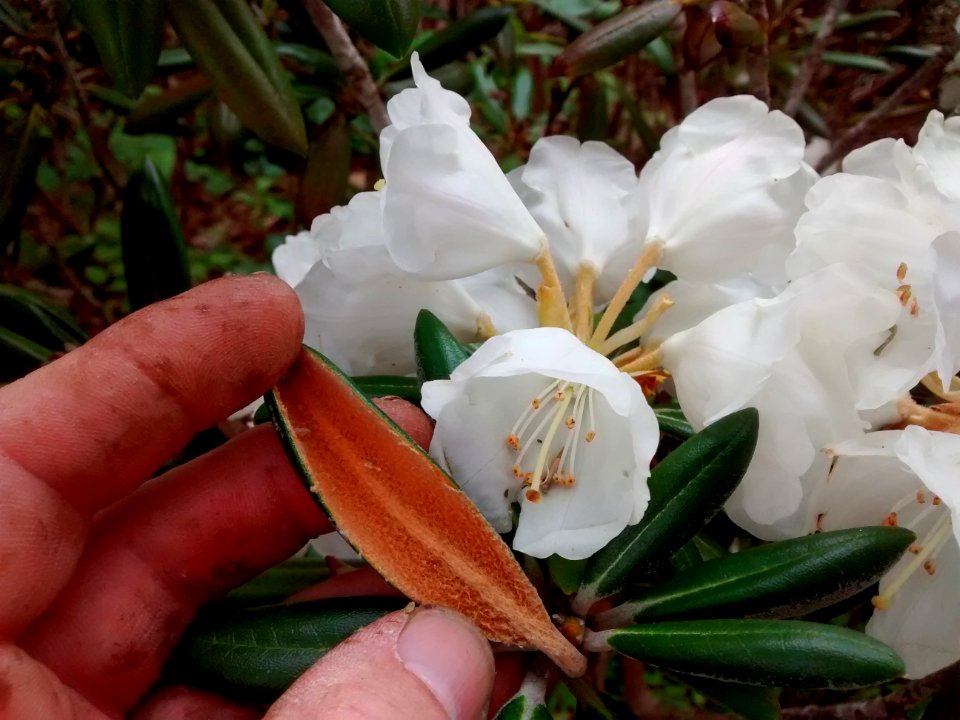 rhodo R9A TomentClose