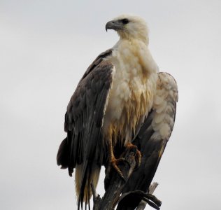 White-bellied sea eagle photo