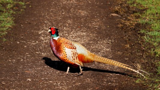 Cock Pheasant photo