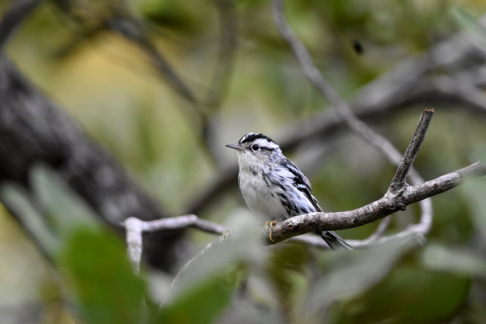 black-and-white warbler