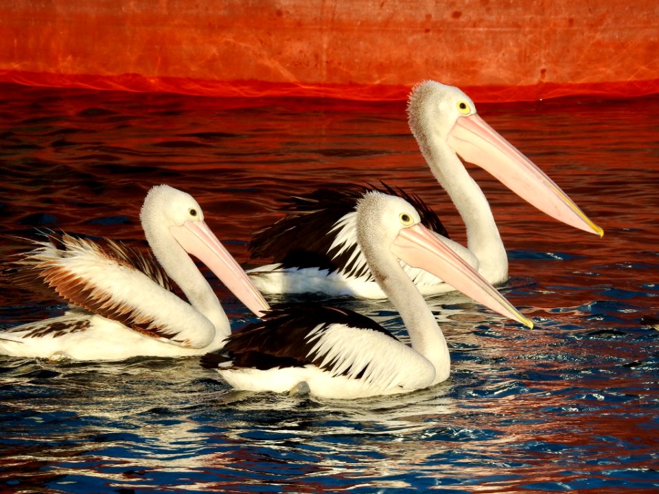 Pelicans at Lakes Entrance