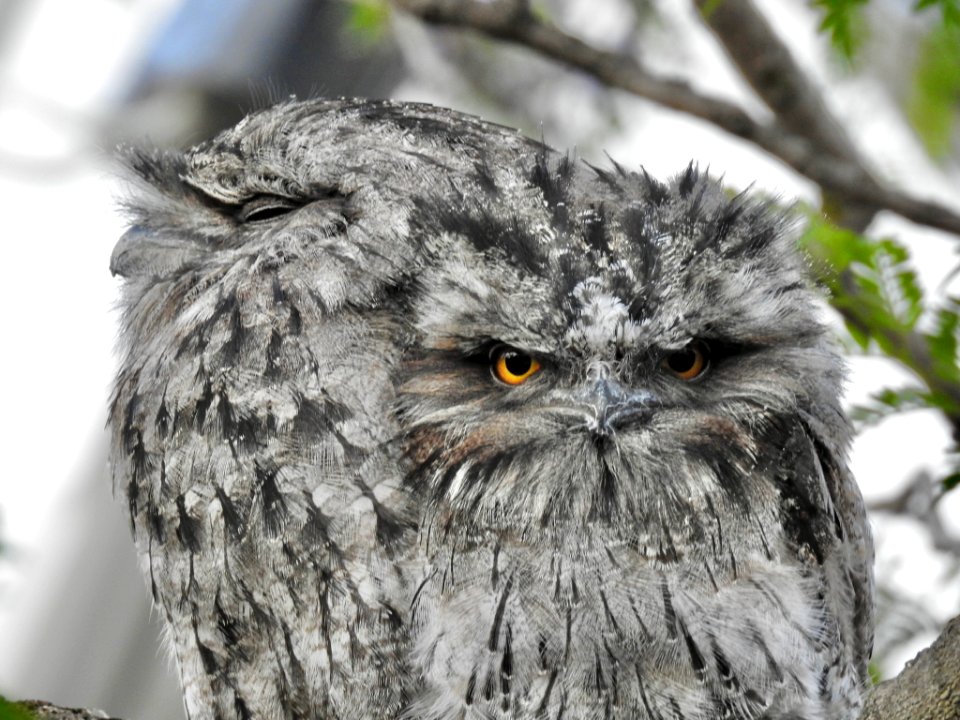 Tawny frogmouths