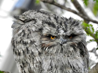 Tawny frogmouths photo