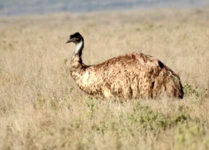 Emu at Mungo National Park photo