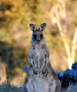 Young eastern grey kangaroo