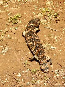 Stumpy-tail lizard
