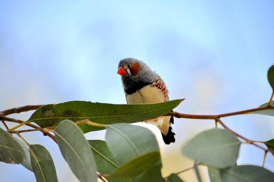 Zebra finch