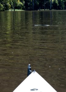 Black snake swimming