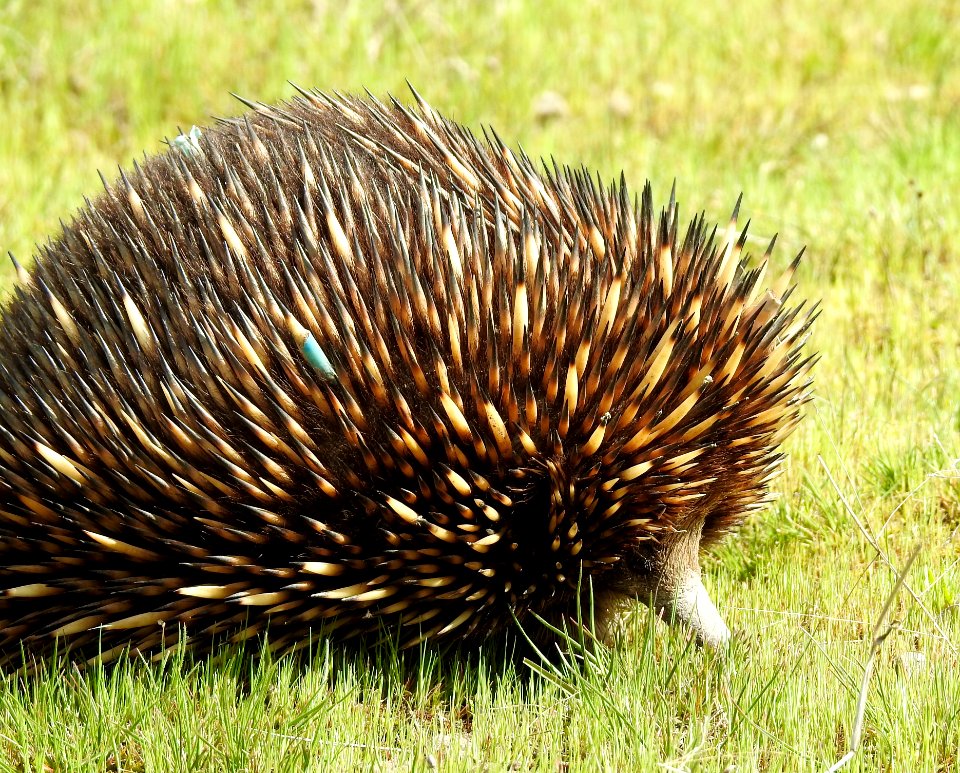 Echidna on the move