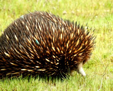 Echidna on the move