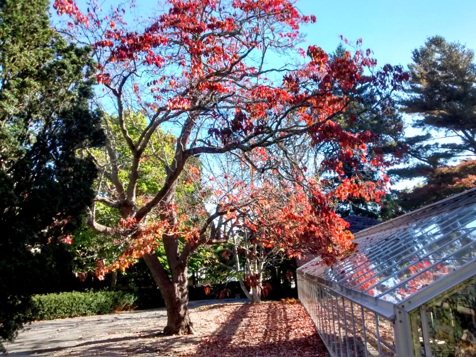 IMG 20151019 093756142 HDR