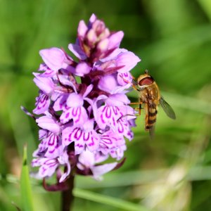 Hoverfly and Orchid. photo
