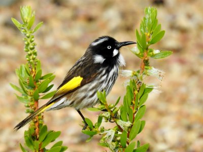 New Holland honeyeater