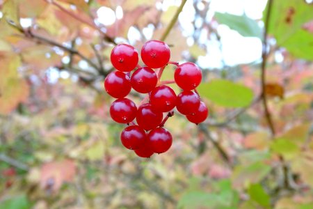 Autumn Berries photo