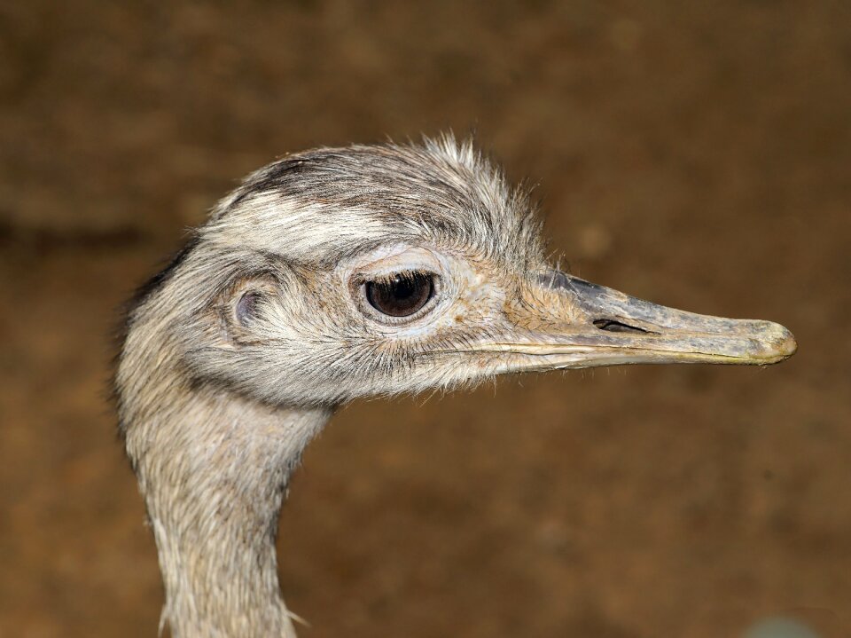 Animal portrait bird bill